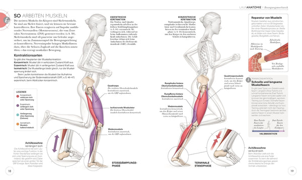 Lauftraining - Die Anatomie verstehen - Bild 4