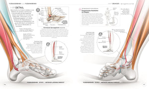 Lauftraining - Die Anatomie verstehen - Bild 7