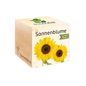 Ecocube - Sonnenblume - Bild 1