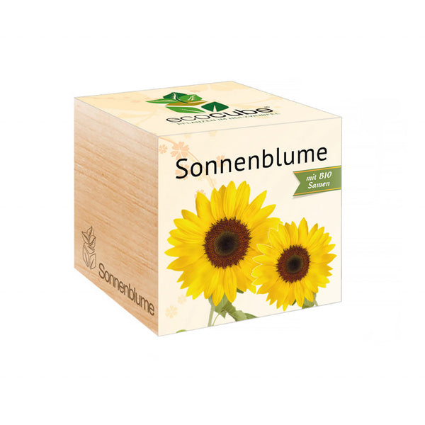 Ecocube - Sonnenblume - Bild 1