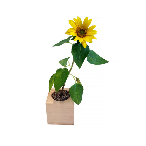 Ecocube - Sonnenblume - Bild 2