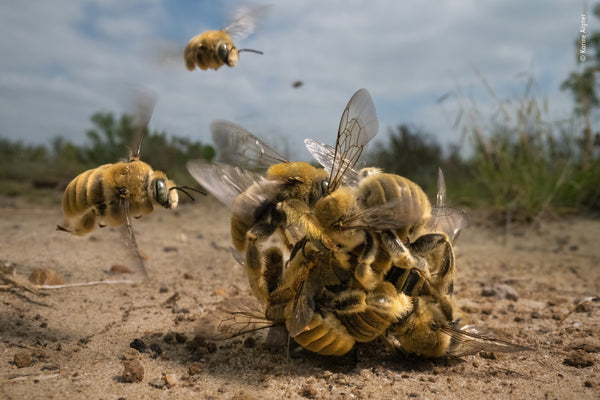 Wildlife Fotografien des Jahres - Portfolio 32 - Bild 2