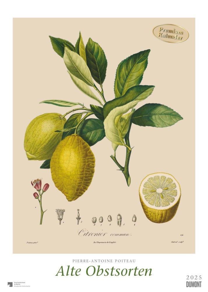 DUMONT - Poiteau: Alte Obstsorten 2025 Wandkalender, 50x70cm, Posterkalender mit Abbildungen von alten Obstsorten, aus der Rara-Sammlung der Staatsbibliothek zu Berlin - Bild 1