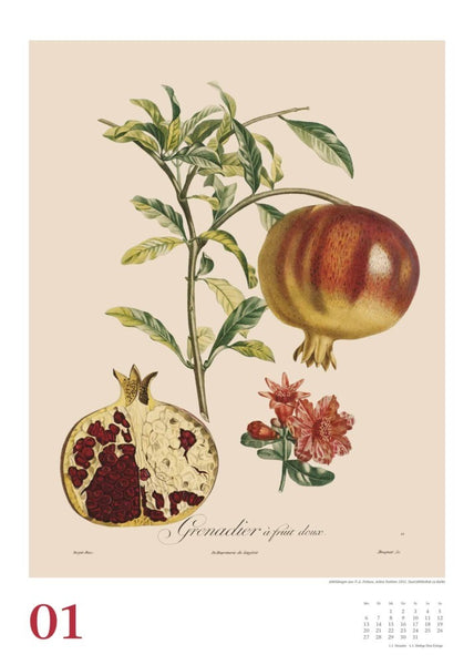 DUMONT - Poiteau: Alte Obstsorten 2025 Wandkalender, 50x70cm, Posterkalender mit Abbildungen von alten Obstsorten, aus der Rara-Sammlung der Staatsbibliothek zu Berlin - Bild 2