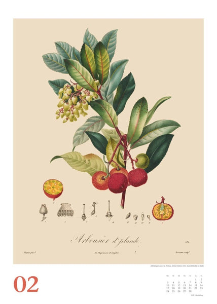 DUMONT - Poiteau: Alte Obstsorten 2025 Wandkalender, 50x70cm, Posterkalender mit Abbildungen von alten Obstsorten, aus der Rara-Sammlung der Staatsbibliothek zu Berlin - Bild 3