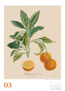 DUMONT - Poiteau: Alte Obstsorten 2025 Wandkalender, 50x70cm, Posterkalender mit Abbildungen von alten Obstsorten, aus der Rara-Sammlung der Staatsbibliothek zu Berlin - Bild 4