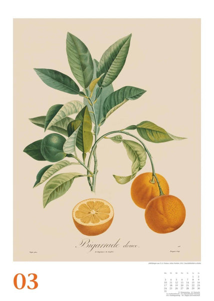 DUMONT - Poiteau: Alte Obstsorten 2025 Wandkalender, 50x70cm, Posterkalender mit Abbildungen von alten Obstsorten, aus der Rara-Sammlung der Staatsbibliothek zu Berlin - Bild 4