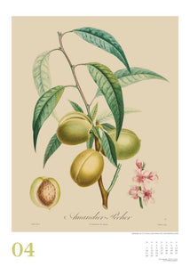 DUMONT - Poiteau: Alte Obstsorten 2025 Wandkalender, 50x70cm, Posterkalender mit Abbildungen von alten Obstsorten, aus der Rara-Sammlung der Staatsbibliothek zu Berlin - Bild 5