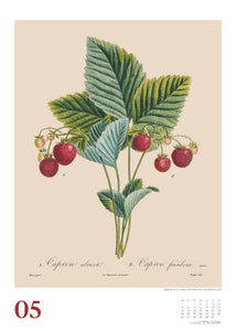 DUMONT - Poiteau: Alte Obstsorten 2025 Wandkalender, 50x70cm, Posterkalender mit Abbildungen von alten Obstsorten, aus der Rara-Sammlung der Staatsbibliothek zu Berlin - Bild 6