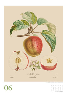 DUMONT - Poiteau: Alte Obstsorten 2025 Wandkalender, 50x70cm, Posterkalender mit Abbildungen von alten Obstsorten, aus der Rara-Sammlung der Staatsbibliothek zu Berlin - Bild 7