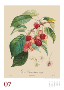 DUMONT - Poiteau: Alte Obstsorten 2025 Wandkalender, 50x70cm, Posterkalender mit Abbildungen von alten Obstsorten, aus der Rara-Sammlung der Staatsbibliothek zu Berlin - Bild 8