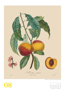 DUMONT - Poiteau: Alte Obstsorten 2025 Wandkalender, 50x70cm, Posterkalender mit Abbildungen von alten Obstsorten, aus der Rara-Sammlung der Staatsbibliothek zu Berlin - Bild 9