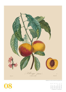 DUMONT - Poiteau: Alte Obstsorten 2025 Wandkalender, 50x70cm, Posterkalender mit Abbildungen von alten Obstsorten, aus der Rara-Sammlung der Staatsbibliothek zu Berlin - Bild 10