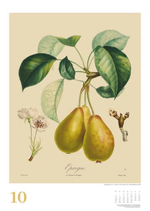 DUMONT - Poiteau: Alte Obstsorten 2025 Wandkalender, 50x70cm, Posterkalender mit Abbildungen von alten Obstsorten, aus der Rara-Sammlung der Staatsbibliothek zu Berlin - Bild 11