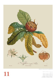 DUMONT - Poiteau: Alte Obstsorten 2025 Wandkalender, 50x70cm, Posterkalender mit Abbildungen von alten Obstsorten, aus der Rara-Sammlung der Staatsbibliothek zu Berlin - Bild 12