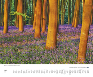 DUMONT - Licht in der Landschaft 2025 Wandkalender, 60x50cm, Fotokunst-Kalender mit beeindruckenden Landschaftsbildern, Kalender mit Bildern aus aller Welt, mit Spiralbindung - Bild 6