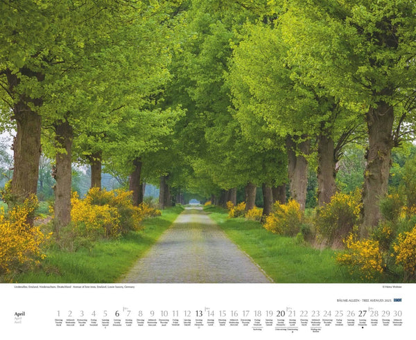 DUMONT - Bäume - Alleen 2025 Wandkalender 52x42,5cm, Kalender mit prachtvollen Bäumen angeordnet in Alleen, Großformat mit Spiralbindung - Bild 6