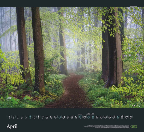 GEO - Sehnsucht Wald Wandkalender 2025 - Eindrucksvoller Waldlandschaften Kalender, Harmonisches Format 60x55 cm, mit Faszinierenden Wald- und Naturbildern - Bild 5