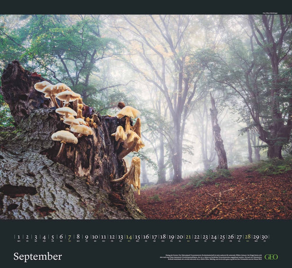 GEO - Sehnsucht Wald Wandkalender 2025 - Eindrucksvoller Waldlandschaften Kalender, Harmonisches Format 60x55 cm, mit Faszinierenden Wald- und Naturbildern - Bild 10