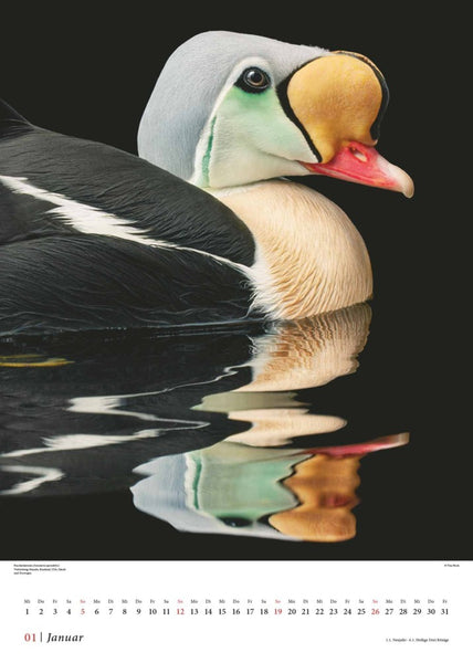 DUMONT - Tim Flach: Vögel 2025, 50x70cm, Posterkalender mit diversen Vogelarten in faszinierenden Nahaufnahmen, fotografiert von einem der weltbesten Tierfotografen Tim Flach, deutsches Kalendarium - Bild 2