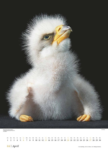 DUMONT - Tim Flach: Vögel 2025, 50x70cm, Posterkalender mit diversen Vogelarten in faszinierenden Nahaufnahmen, fotografiert von einem der weltbesten Tierfotografen Tim Flach, deutsches Kalendarium - Bild 5