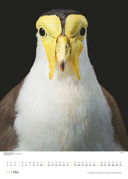 DUMONT - Tim Flach: Vögel 2025, 50x70cm, Posterkalender mit diversen Vogelarten in faszinierenden Nahaufnahmen, fotografiert von einem der weltbesten Tierfotografen Tim Flach, deutsches Kalendarium - Bild 6