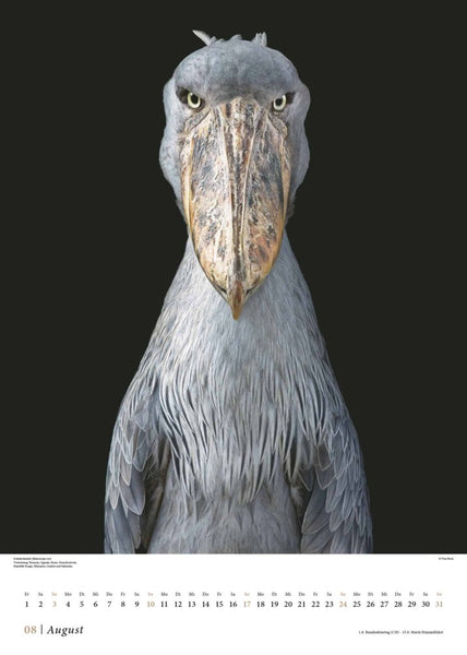 DUMONT - Tim Flach: Vögel 2025, 50x70cm, Posterkalender mit diversen Vogelarten in faszinierenden Nahaufnahmen, fotografiert von einem der weltbesten Tierfotografen Tim Flach, deutsches Kalendarium - Bild 9