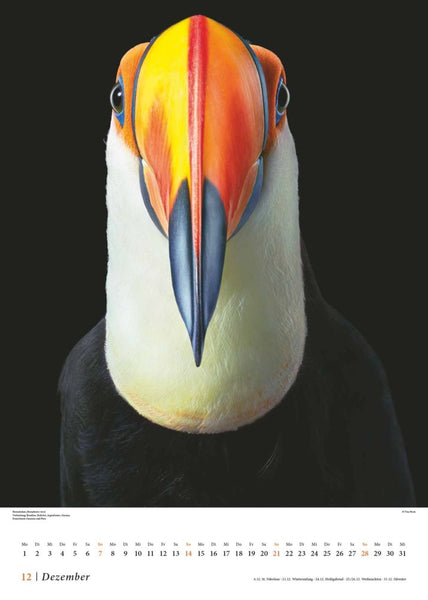 DUMONT - Tim Flach: Vögel 2025, 50x70cm, Posterkalender mit diversen Vogelarten in faszinierenden Nahaufnahmen, fotografiert von einem der weltbesten Tierfotografen Tim Flach, deutsches Kalendarium - Bild 13