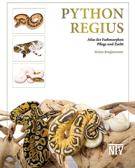 Python regius - Bild 1