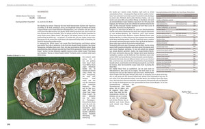 Python regius - Bild 3