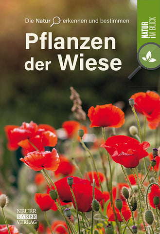 Pflanzen der Wiese - Bild 1